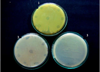 Image for - Isolation of Host-Specific Bacteriophages from Sewage Against Human Pathogens