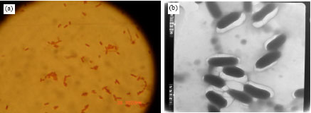 Image for - Biochemical and Molecular Characterization of a New Local Keratinase Producing  Pseudomomanas sp., MS21