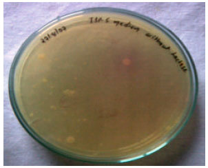 Image for - Isolation, Optimization and Production of L-asparaginase from Coliform Bacteria