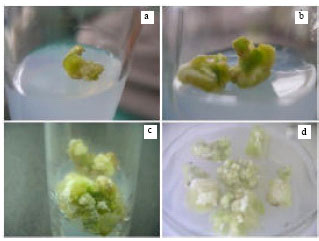 Image for - Efficient in vitro Callus Induction and Regeneration of Different Tomato Cultivars of India