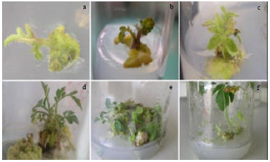 Image for - Efficient in vitro Callus Induction and Regeneration of Different Tomato Cultivars of India