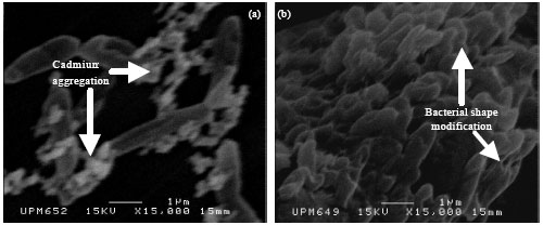 Image for - Investigation of Heavy Metals Biosorption on Pseudomonas aeruginosa Strain MCCB 102 Isolated from the Persian Gulf
