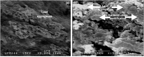 Image for - Investigation of Heavy Metals Biosorption on Pseudomonas aeruginosa Strain MCCB 102 Isolated from the Persian Gulf