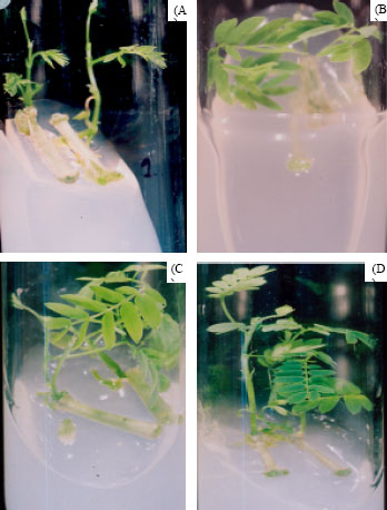 Image for - Evaluation of Blends of Alternative Gelling Agents with Agar and Development of Xanthagar, A Gelling Mix, Suitable for Plant Tissue Culture Media