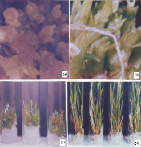 Image for - Profuse Microtillering of Androgenic Plantlets of Elite Indica Rice Variety IR 72