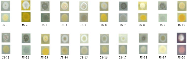 Image for - Molecular Characterization of Antagonistic Streptomyces Isolated from a Mangrove Swamp
