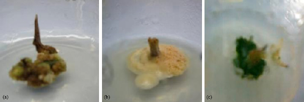 Image for - Effect of Plant Growth Regulators on Callus Induction and Plantlet Regeneration of Bitter Apple (Citrullus colocynthis) from Stem Explant