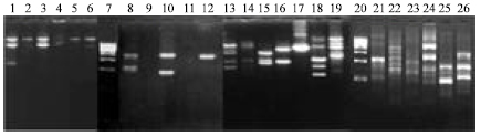 Image for - RAPD Fingerprinting and Demonstration of Genetic Variation in Three Pathogens Isolated from Mangrove Environment