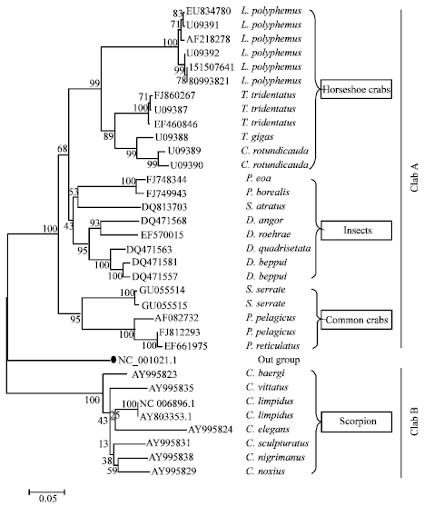 Image for - Molecular Phylogeny of Horseshoe Crab