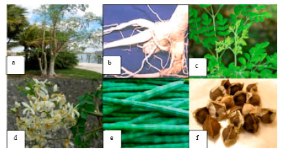 Image for - A Review on Horse Radish Tree (Moringa oleifera): A Multipurpose Tree with High Economic and Commercial Importance