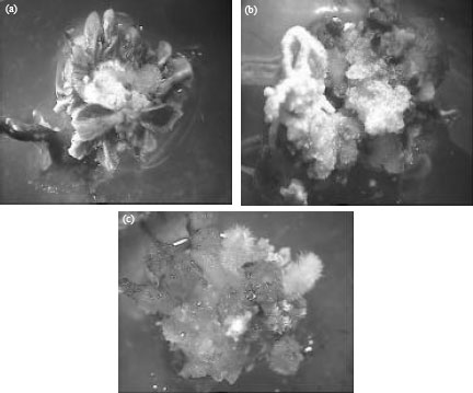 Image for - Micropropagation of Pepper (Capsicum annuum L.) Through in vitro Direct Organogenesis Organogenesis