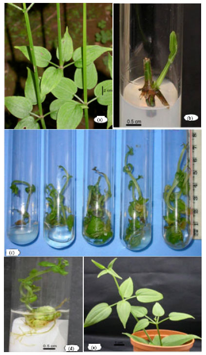 Image for - An Improved Plant Regeneration System for High Frequency Multiplication of Rubia cordifolia L.: A Rare Medicinal Plant