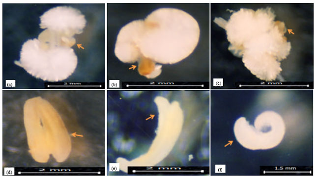 Image for - Induction of Microspore Embryogenesis in Ornamental Kale by Gamma Irradiation and High Temperature Stress