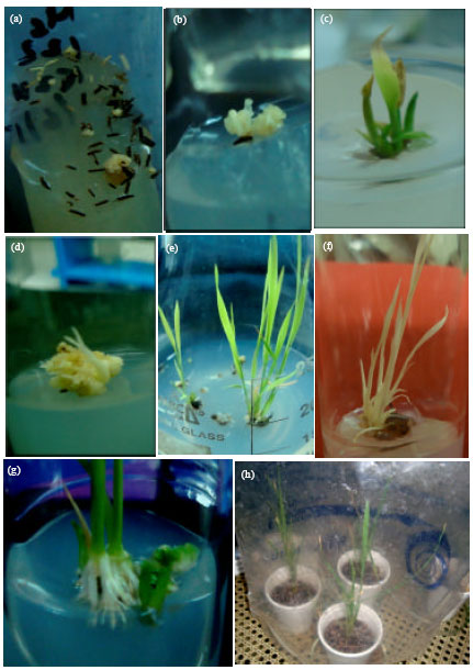 Image for - Anther Culture Response in Boro Rice Hybrids