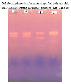Image for - Standardization of DNA Isolation and PCR Protocol for RAPD Analysis of Suaeda sp.