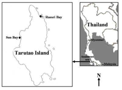 Image for - Diversity of Vibrio spp. at the Andaman Tarutao Island, Thailand