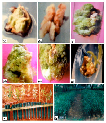 Image for - In-vitro Callus Development of Different Explants used for Different Medium of Terminalia arjuna