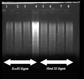 Image for - An Improved DNA Extraction Protocol from Four in vitro Banana Cultivars