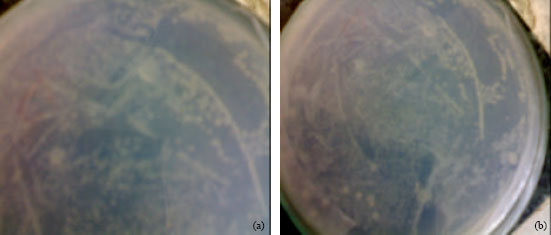 Image for - Micropropagation of Bacopa monnieri through Protoplast