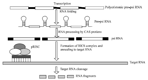 Image for - Molecular Machinery of Crispr-CAS System-RNA Mediated Defense Pathway in Prokaryotes