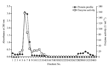 Image for - Purification and Properties of Novel Malate Dehydrogenase Isolated from Pseudomonas aeruginosa