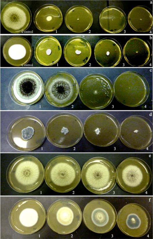 Image for - Heavy Metal Tolerant Filamentous Fungi from Municipal Sewage for Bioleaching