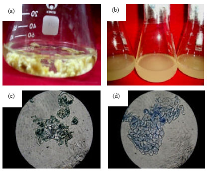 Image for - Regeneration Capacity of Cell Suspension Culture in Malaysian Rice Genotypes under Salinity Stress