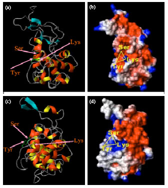 Image for - Molecular Modeling and Structural Analysis of Five SE Clan (S12 Family) Serine Proteases