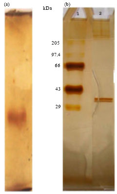 Image for - Purification and Properties of Novel Malate Dehydrogenase Isolated from Pseudomonas aeruginosa