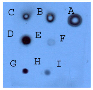Image for - Construction of a Recombinant Fab Fragment of a Monoclonal Antibody against Leptin Receptor