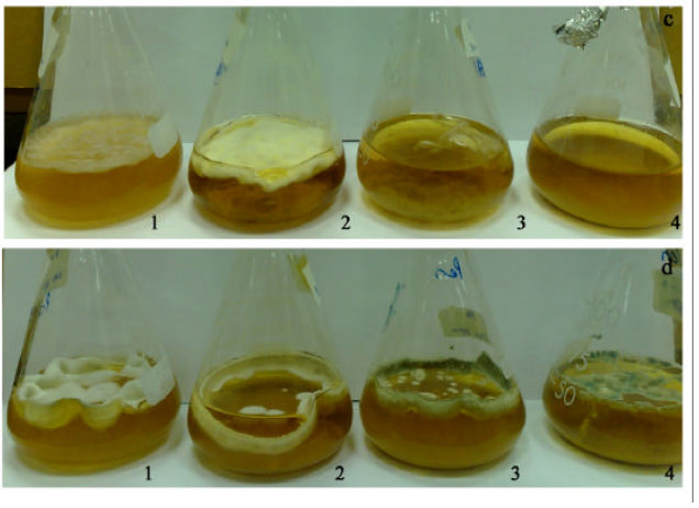 Image for - Heavy Metal Tolerant Filamentous Fungi from Municipal Sewage for Bioleaching