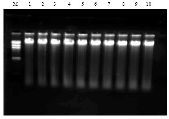Image for - Optimization of DNA Isolation and PCR Protocol for ISSR Analysis of Nothapodytes nimmoniana: A Threatened Anti-cancerous Medicinal Plant