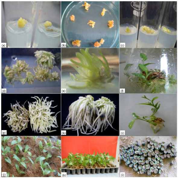 Image for - In vitro Micropropagation using Corm Bud Explants: An Endangered Medicinal Plant of Gloriosa superba L.