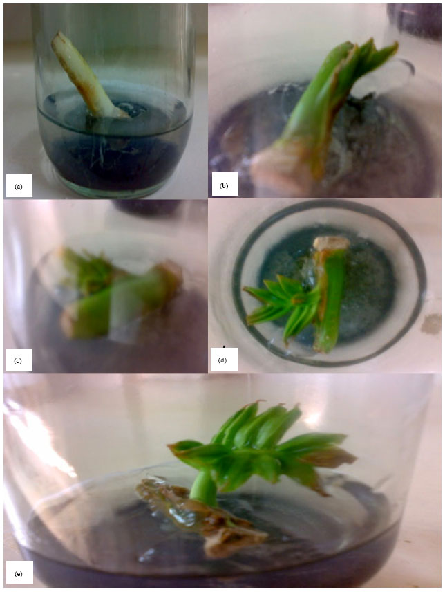 Image for - Plant Regeneration Through Direct Shoot Formation From Sago Palm (Metroxylon sagu Rottb.) Leaf Explants