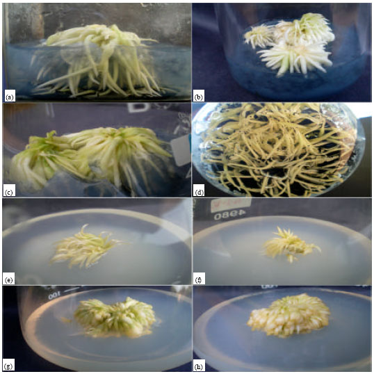 Image for - In vitro Micropropagation using Corm Bud Explants: An Endangered Medicinal Plant of Gloriosa superba L.