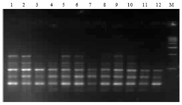 Image for - Optimization of DNA Isolation and PCR Protocol for ISSR Analysis of Nothapodytes nimmoniana: A Threatened Anti-cancerous Medicinal Plant