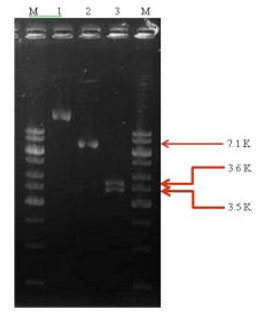 Image for - Screening of Bacillus thuringiensis Isolates Recovered from Diverse Habitats in India for the Presence of cry1A-type Genes and Cloning of a cry1Ac33 Gene Toxic to Helicoverpa armigera (American Bollworm)