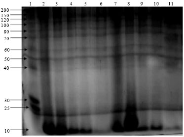 Image for - Protein Characterization of the Aqueous Soluble Phase of Acidified and Autolyzed Bolti Fish (Tilapia nilotica) Viscera