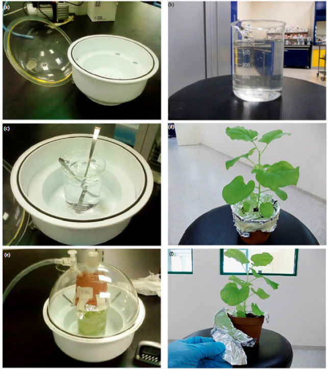 Image for - Optimizations of Laboratory-scale Vacuum-assisted Agroinfiltration for Delivery of a Transgene in Nicotiana benthamiana