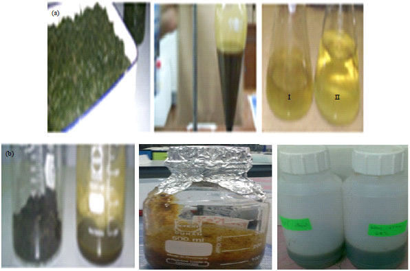 Image for - Duel Bio-Fuel and Bio-Solvent as Biodiesel and Bio-Ethanol from Algal Oil and its Biomass Residues Using Bioprocess Technology