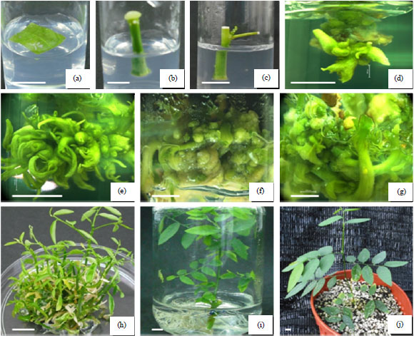 Image for - Establishment of Plantlet Regeneration System from Nodal, Internodal and Leaf Explants of Sauropus androgynus (Sweet Shoot)