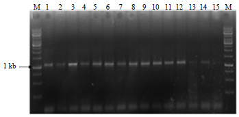 Image for - An Efficient DNA Extraction Protocol for Successful PCR Detection of Banana bunchy top virus from Banana Leaves