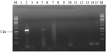 Image for - An Efficient DNA Extraction Protocol for Successful PCR Detection of Banana bunchy top virus from Banana Leaves