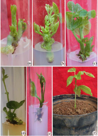 Image for - Rapid in vitro Plant Regeneration From Nodal Explants And Assessment of Genetic Fidelity Using Inter Simple Sequence Repeats Markers in Butea monosperma (Lam.) Taub. var. lutea (Witt.)