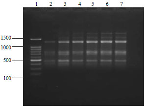 Image for - Optimization of DNA Extraction Methods from Garcinia species for ISSR-PCR, RAPD-PCR and DNA Barcoding