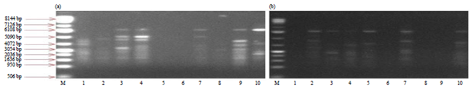 Image for - Genetic Variation Between Cultured and Wild Populations of Oreochromis niloticus Deduced from Randomly Amplified Polymorphic DNA (RAPD) Markers