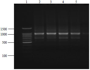 Image for - Optimization of DNA Extraction Methods from Garcinia species for ISSR-PCR, RAPD-PCR and DNA Barcoding
