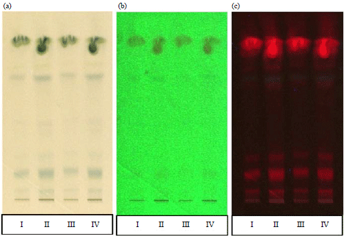 Image for - Phytochemical Screening of in vitro Raised Clones and Mother Plant of Celastrus paniculatus-Willd, an Endangered Medicinal Plant