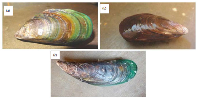Image for - Identification of Bioactive Peptides in Mussel Species of Kanyakumari Coast