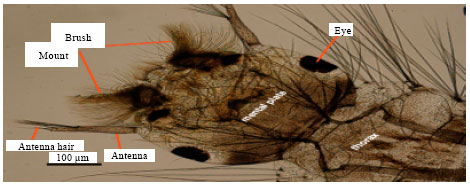Image for - Effect of  Murraya paniculata  Leaf Extract Against Culex quinquefasciatus  Larva